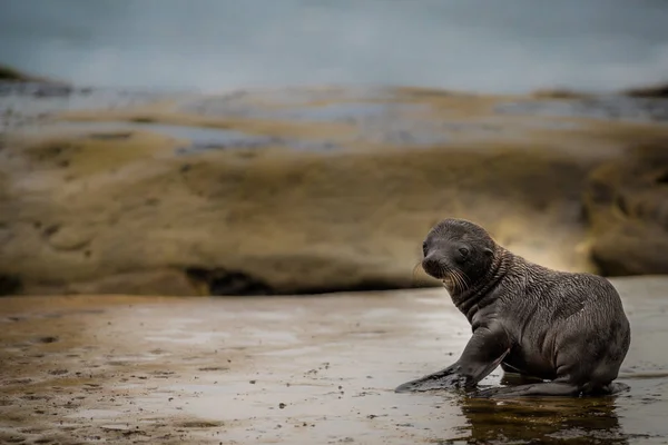 Adorable bebé león marino en los acantilados en La Jolla, California, EE.UU. con espacio para copiar — Foto de Stock