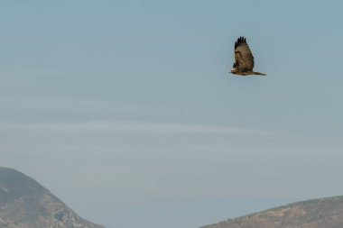 Tepeler üzerinde uçan Şahin