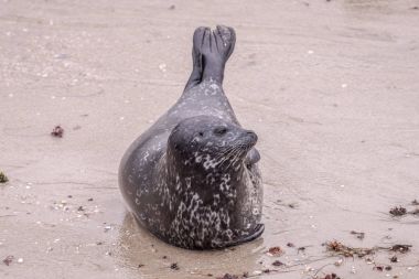 Liman Seal Beach La Jolla, Kaliforniya, ABD
