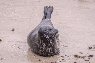 Harbor Seal on the Beach in La Jolla, California, USA clipart
