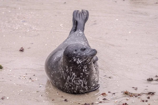 Sello de puerto en la playa en La Jolla, California, EE.UU. —  Fotos de Stock