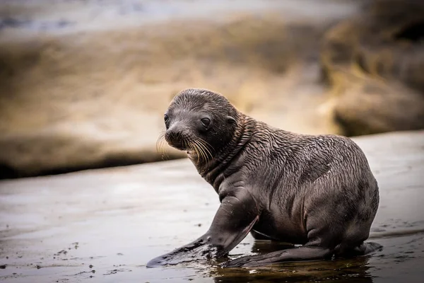 Baby Sea Lion Primer plano — Foto de Stock