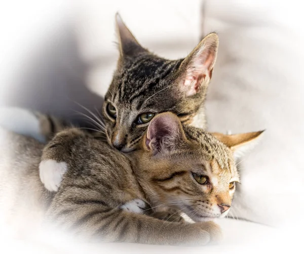 Kittens Hugging Close upon Faces