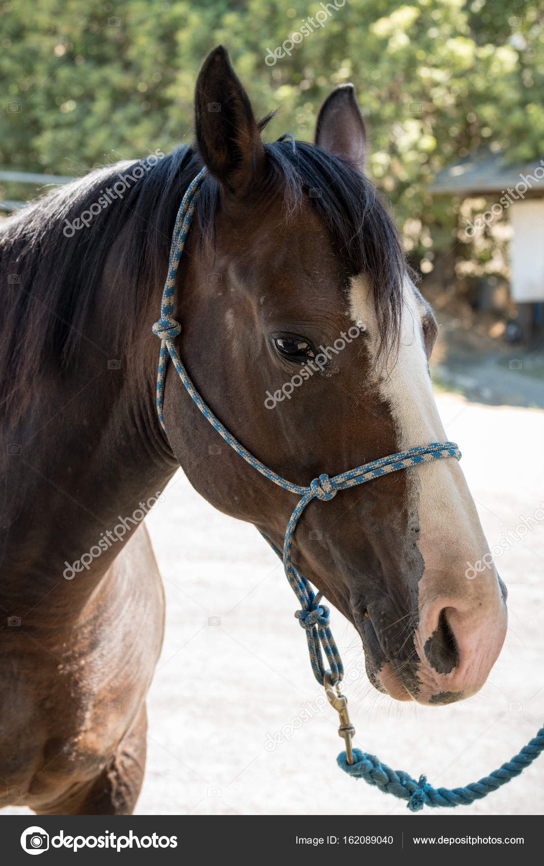 Imágenes: cara de caballo | Cara de caballo cuarto de milla de cerca ... Imágenes: cara de caballo | Cara de caballo cuarto de milla de cerca ...