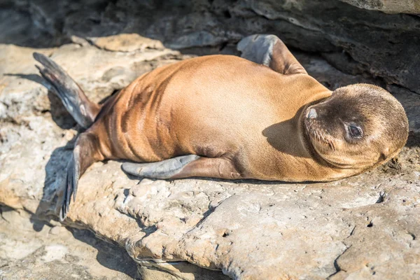 Baby Sea Lion Pup Relajándose en las rocas — Foto de Stock
