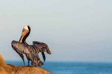 La Jolla, Kaliforniya kayalıklarla üzerinde tünemiş kahverengi Pelikan