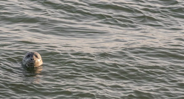 Foca del puerto asomando su cabeza fuera del Océano Pacífico — Foto de Stock