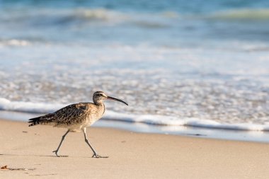 Sürmeli kervan çulluğu, shore shore Laguna Beach, California, ABD, Sahilde yürürken kuş yakın çekim.