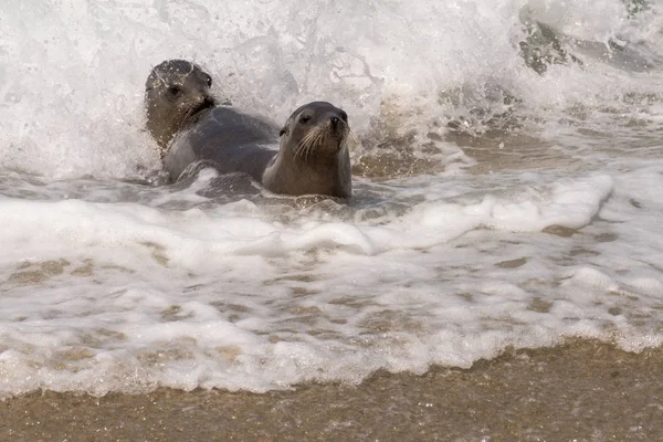 Leones del mar jugando en el surf — Foto de Stock