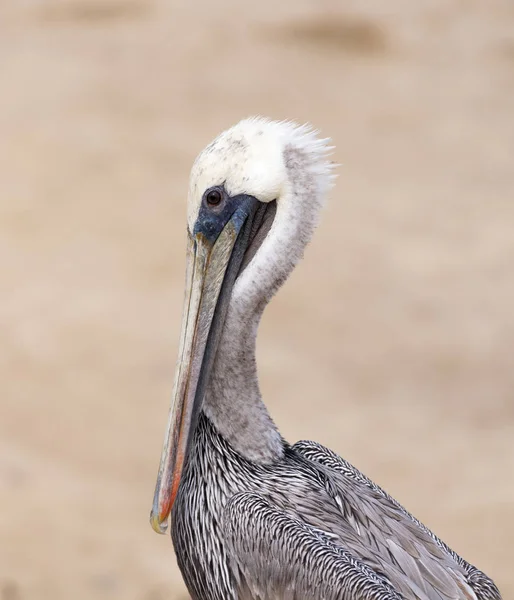 Porträt eines braunen Pelikans in Großaufnahme — Stockfoto