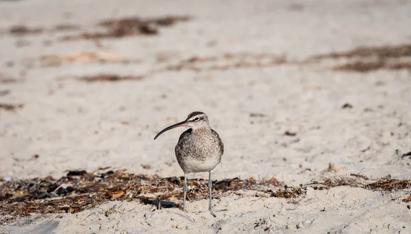 Sürmeli kervan çulluğu, Shore kuş, kapatın kumsalda ayakta