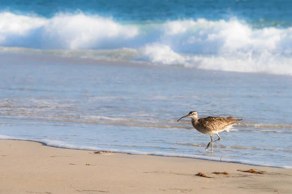 Whimbrel, pájaro, caminando fuera del océano Imágenes De Stock Sin Royalties Gratis