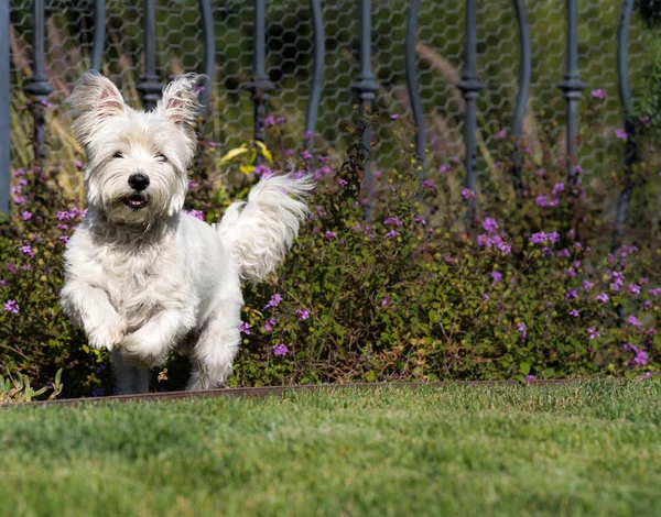 Westie perro corriendo en la hierba verde Imagen De Stock