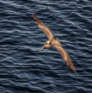 Brown Pelican Soaring Over the Pacific Ocean Close Up in Sam Diego, California, USA clipart