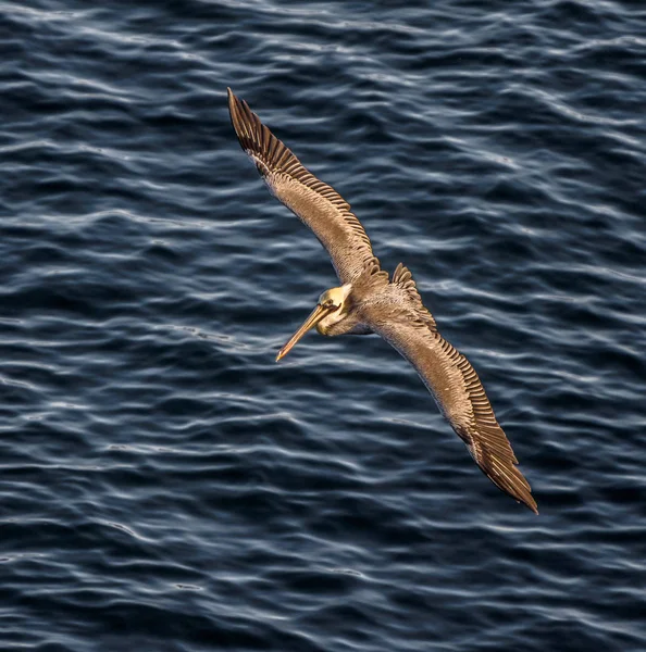 Pelícano marrón se eleva sobre el Océano Pacífico de cerca en Sam Diego, California, EE.UU. Imagen De Stock