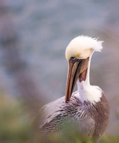 Ett Fotografi Brun Pelican Fågel Stående Klipporna Jolla Kalifornien Usa — Stockfoto