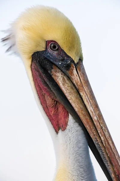 Färgglada Brun Pelikan Porträtt Närbild — Stockfoto