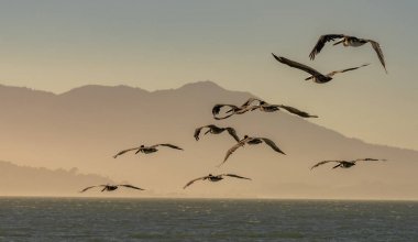 Güzel renkli gökyüzü alacakaranlıkta San Francisco Körfezi, Kaliforniya, ABD Pasifik Okyanusu üzerinde uçan kahverengi Pelikan sürüsü.