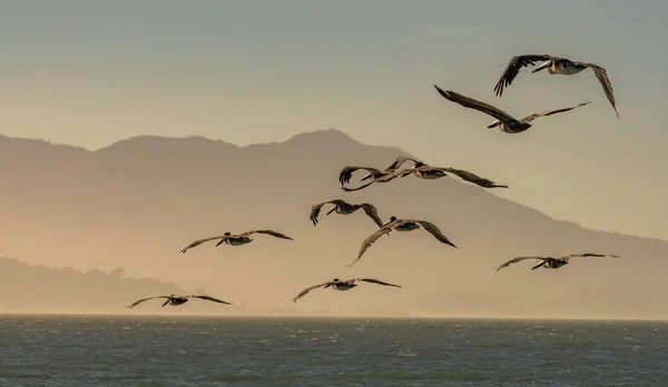 Manada Pelícanos Marrones Volando Sobre Océano Pacífico Bahía San Francisco Fotos De Stock Sin Royalties Gratis