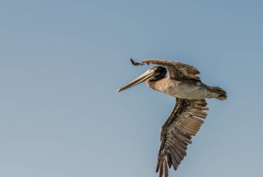 Brown Pelican Flying Close Up in a Blue Sky clipart