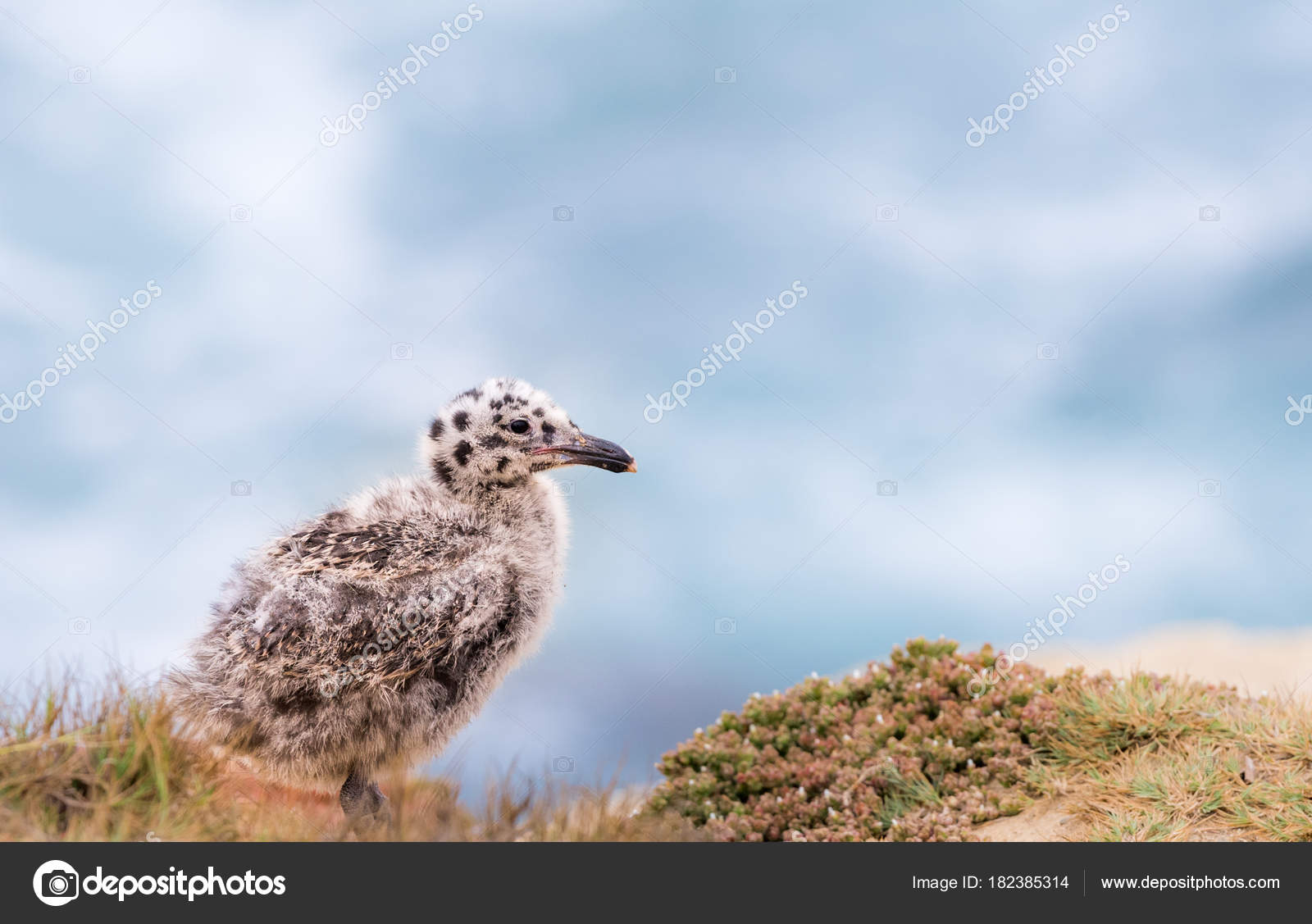 Jeune Bebe Mouette Poussin Image Libre De Droit Par Gailsalter C