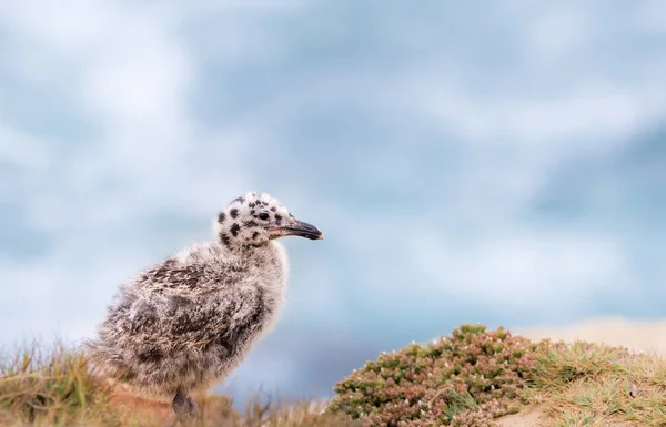 Joven Bebé Gaviota Polluelo Fotos De Stock