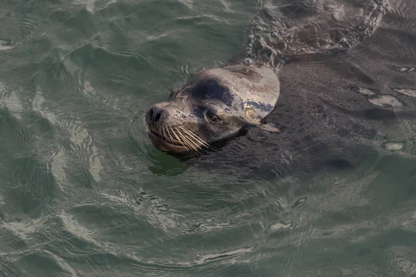 Portrait of a Sea Lion swimming in the Pacific Ocean