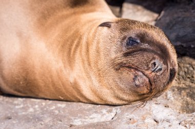 Genç deniz aslanı yakın çekim