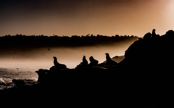 Photographie Silhouettes Otaries Sur Côte Rocheuse Jolla Californie Aube — Photo