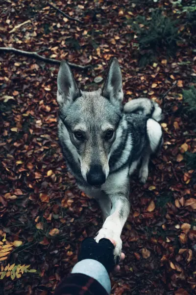 Adam el Laika için genişletme — Stok fotoğraf