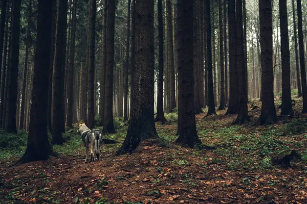 Laika standing in dense pine forest — Stock Photo, Image