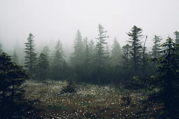 우아한 흰 꽃 숲 초원 — 스톡 사진