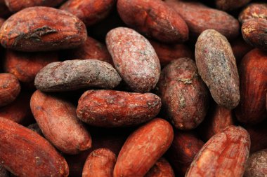 Bütün kakao çekirdekleri makroda
