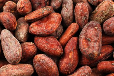 Bütün kakao çekirdekleri makroda