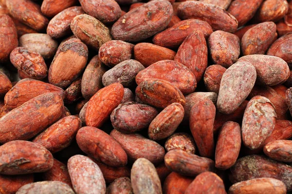 Hele kakaobønner i makroorganismer – stockfoto