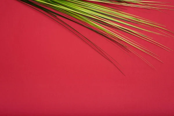 Green plant on red background Royalty Free Stock Images