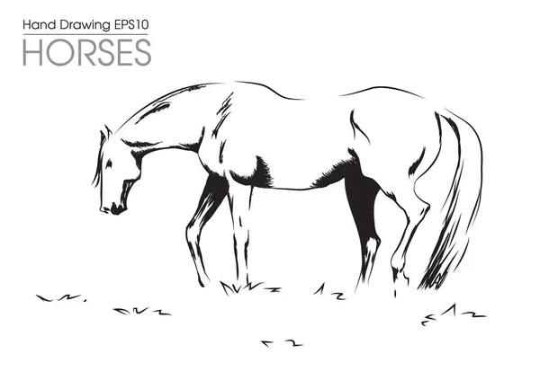 Hand getekend vector illustratie od paard op weide — Stockvector