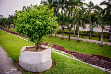 yağmur mevsiminin bulutlu bir günde küçük begonvilla bitki