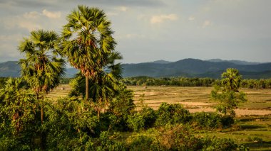 gün batımında alan ve dağ arka plan ile iki avuç içi