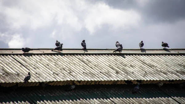 Pigeons that are perched on the roof — Stock Photo, Image