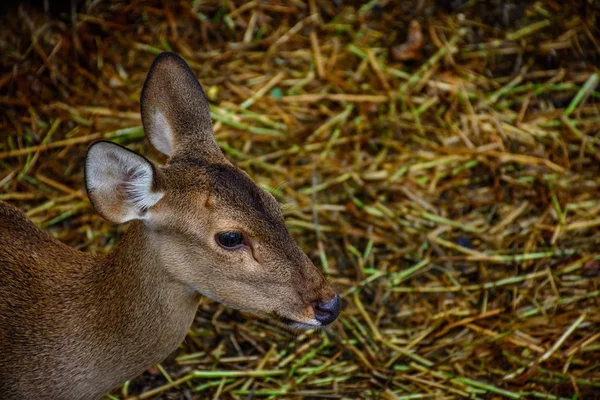 Portrait photo of deer — Stock Photo, Image