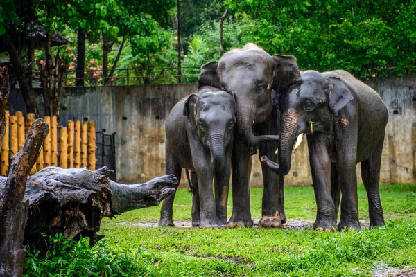 Слоны под дождем в зоопарке, Мьянма — стоковое фото
