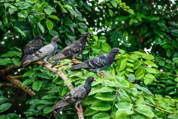 Porumbei care sunt cocoțați pe arborele gumkino — Fotografie, imagine de stoc