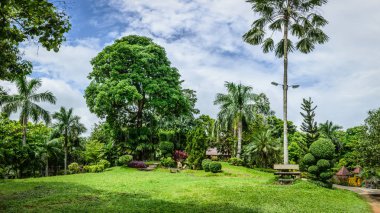 ağaçlar ve palmiye ile dinlenmek için güzel bir yer