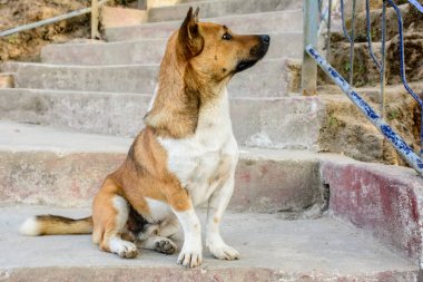 portre fotoğraf mindedly yok arıyoruz köpek