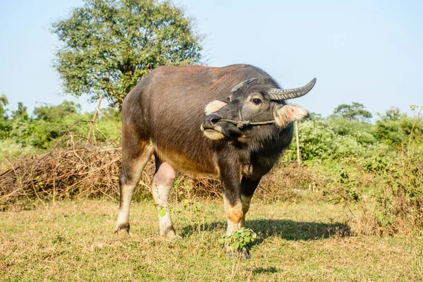 Foto von Büffeln auf der Weide — Stockfoto
