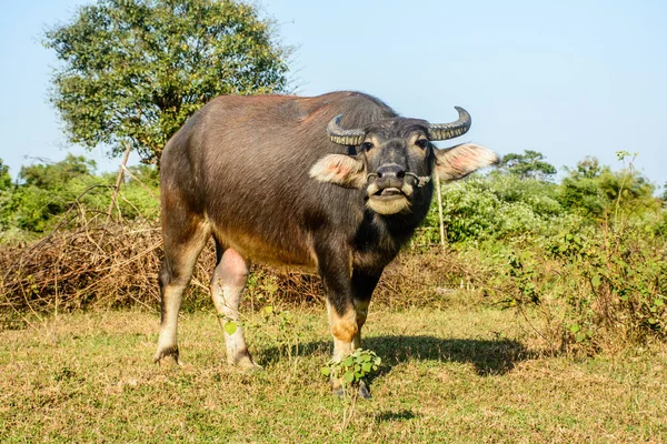 Foto von Büffeln auf der Weide — Stockfoto