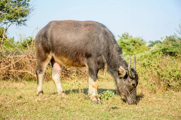 Foto von Büffeln, die auf der Weide fressen — Stockfoto