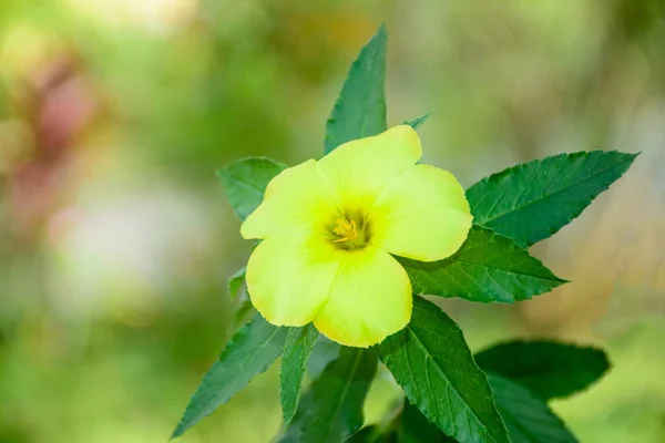 Nahaufnahme Foto von Blume, Daminana — Stockfoto