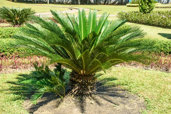 Foto av liten sago palm — Stockfoto